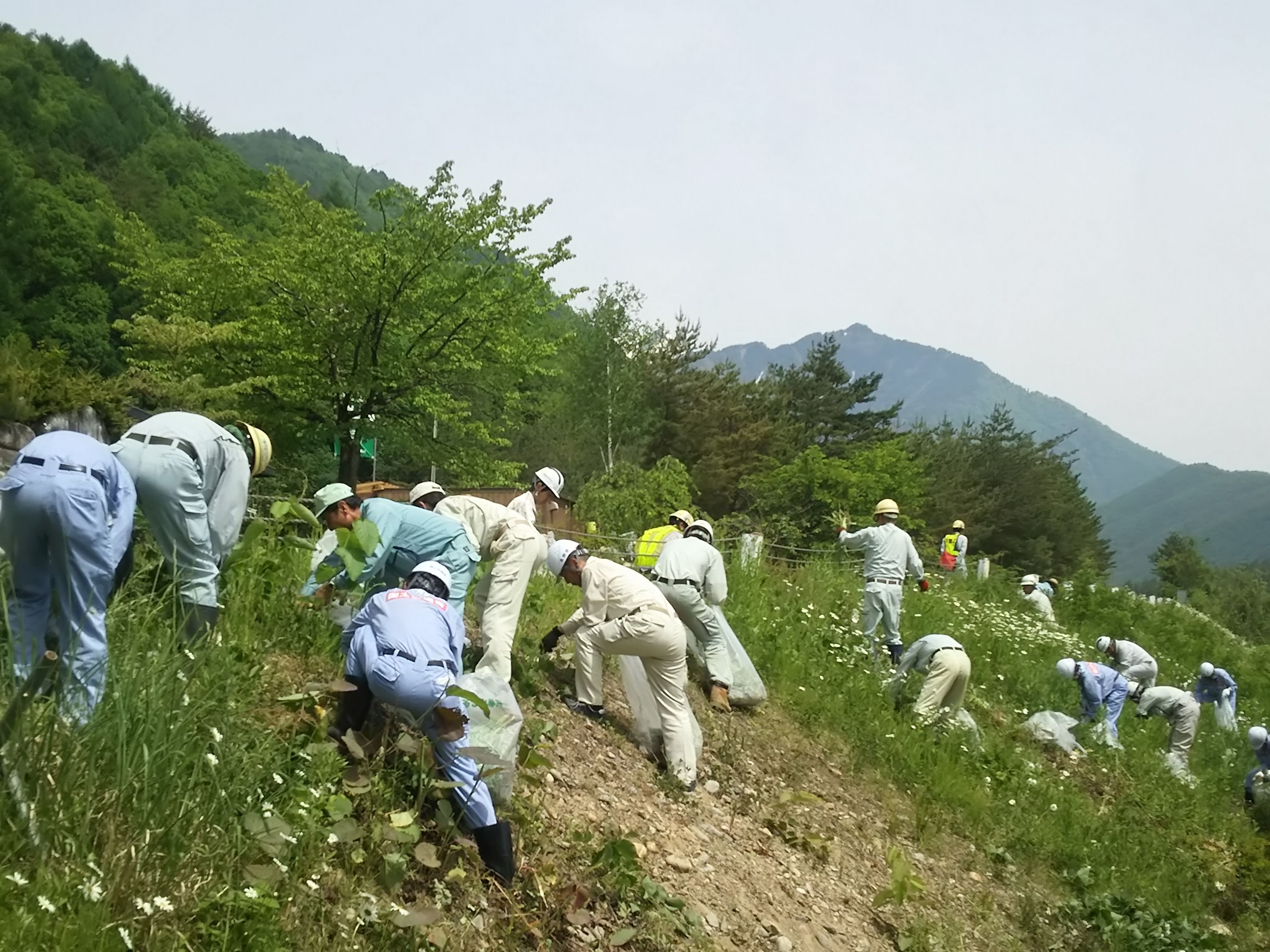オオキンケイギク伐根作業風景