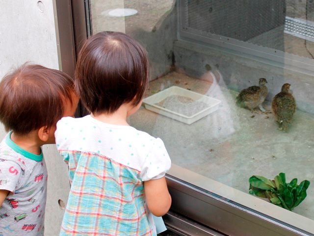 スバールバルライチョウのひなを公開