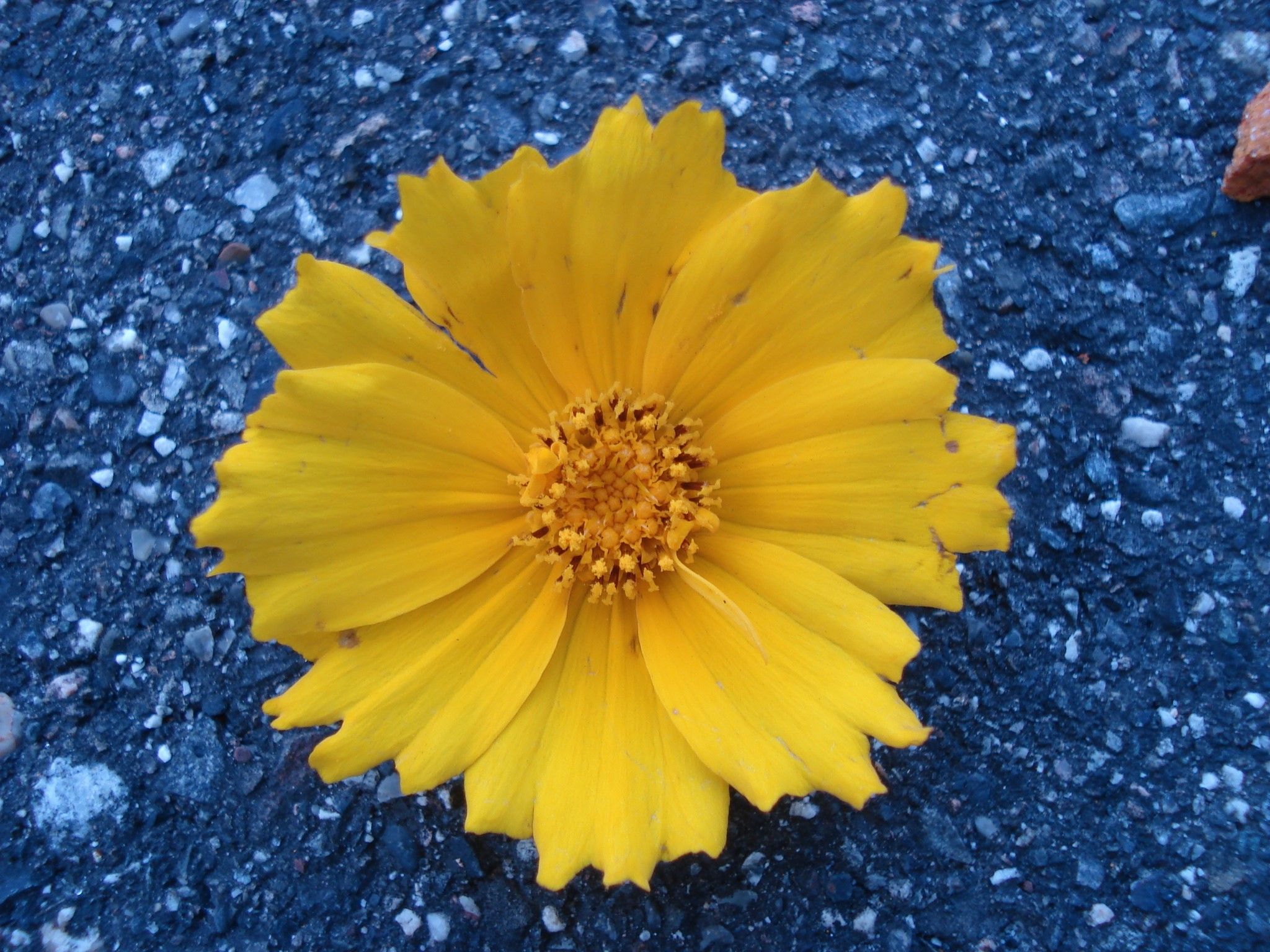 特定外来生物オオキンケイギクの花
